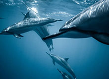 古斯塔沃告别上海海港：这段经历我将永远铭记于心